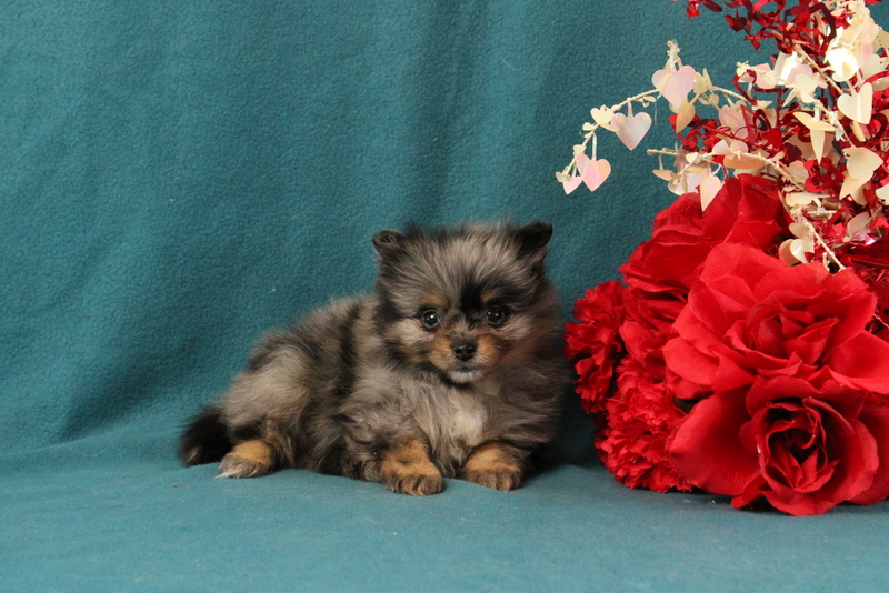 puppy, for, sale, Pomeranian, Matthew B. Stoltzfus, dog, breeder, Gap, PA, dog-breeder, puppy-for-sale, forsale, nearby, find, puppyfind, locator, puppylocator, aca